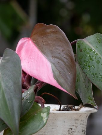 Here Are 7 Rare Plants Collectors Say Will Soar in Popularity This Year