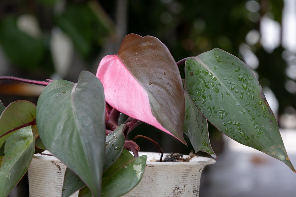 Here Are 7 Rare Plants Collectors Say Will Soar in Popularity This Year