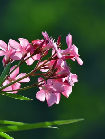 Do You Know Which Plants Are Secretly Poisonous in Your Backyard?