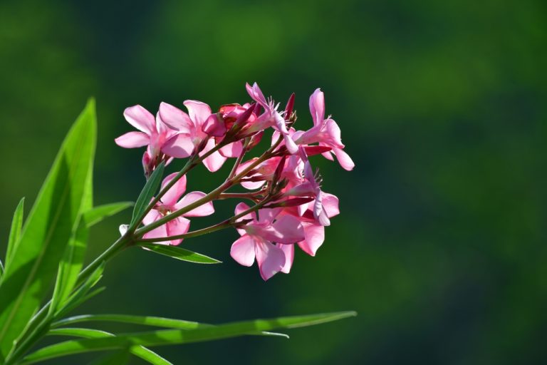 Do You Know Which Plants Are Secretly Poisonous in Your Backyard?