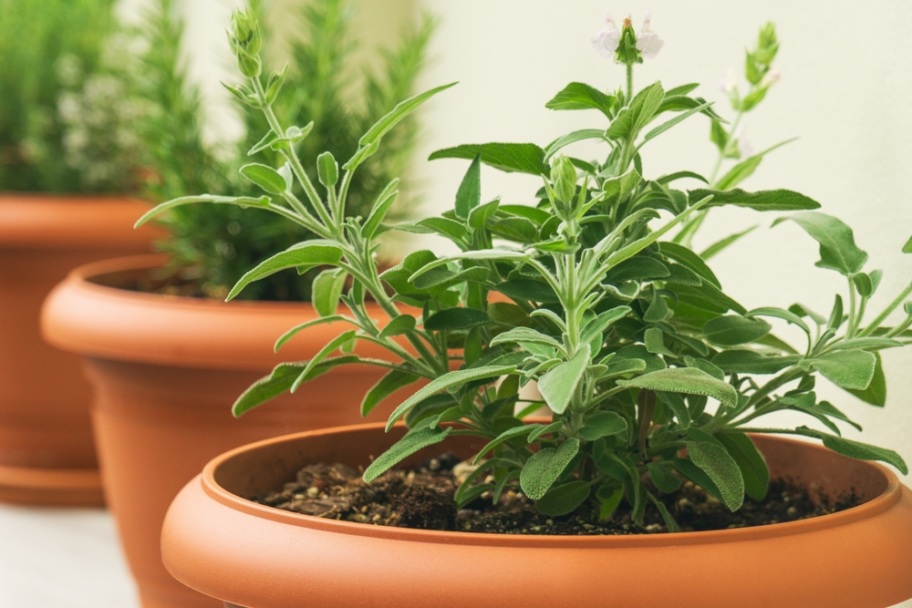Indoor Herb Gardens Worth It During the Cold Months