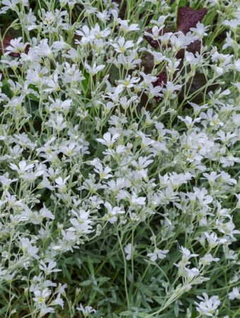 Winter Annuals Really Are Worth Your Time