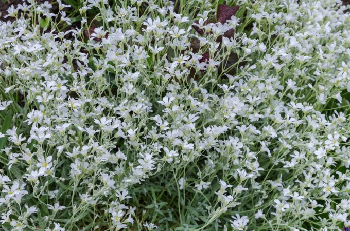 Winter Annuals Really Are Worth Your Time