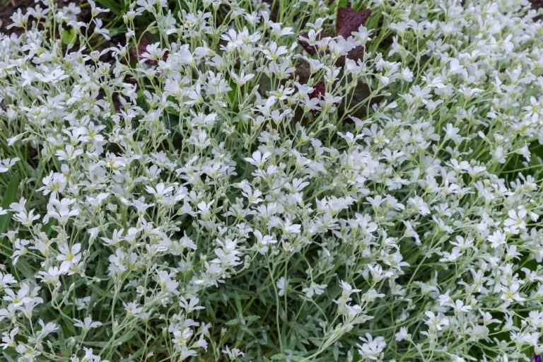 Winter Annuals Really Are Worth Your Time