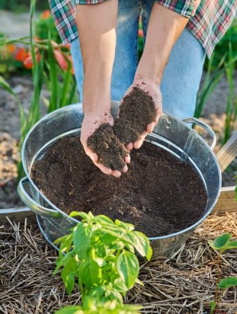 Root Crops Sometimes Crack In Cool Wet Soil