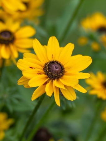 Here Are 6 Perennials That Thrive When Planted Early on a Budget