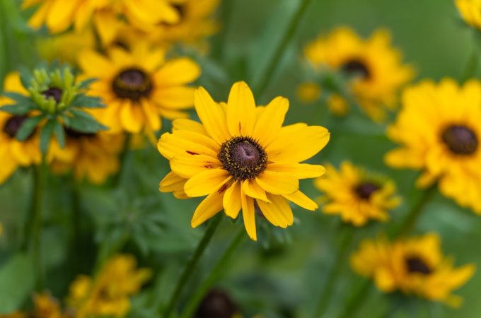 Here Are 6 Perennials That Thrive When Planted Early on a Budget