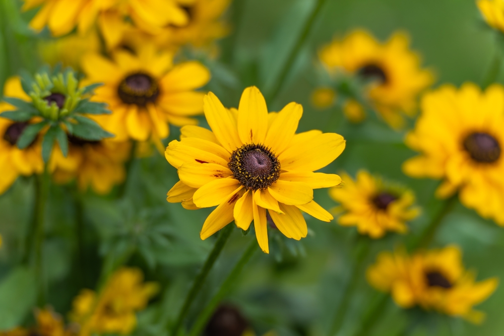 Here Are 6 Perennials That Thrive When Planted Early on a Budget