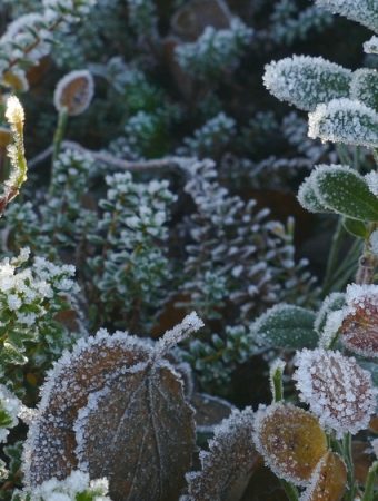 Why Some Gardeners Say Winter Is the Best Time to Plant