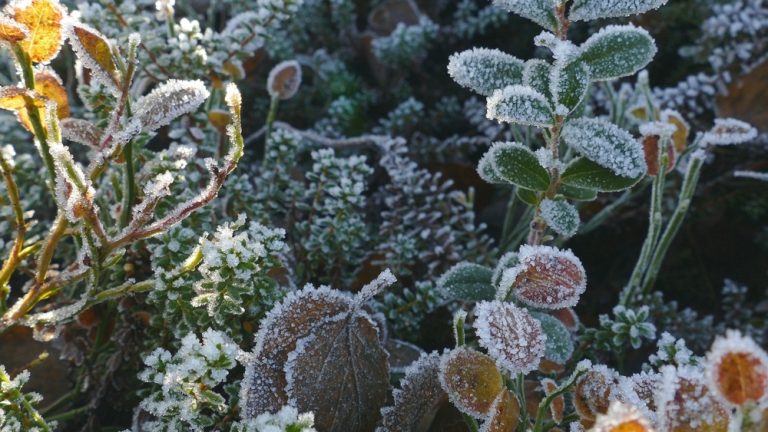 Why Some Gardeners Say Winter Is the Best Time to Plant