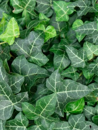 Here Are 10 Groundcovers That Look Beautiful but Hide Invasive Behavior