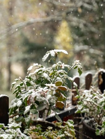 Can Your Garden Recover After a Harsh Winter Freeze?