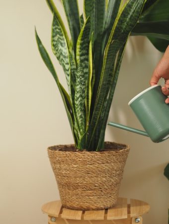 Here Are 6 Houseplants That Thrive in Neglect and Still Impress Guests