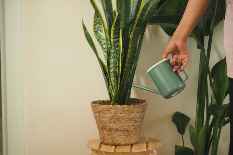 Here Are 6 Houseplants That Thrive in Neglect and Still Impress Guests