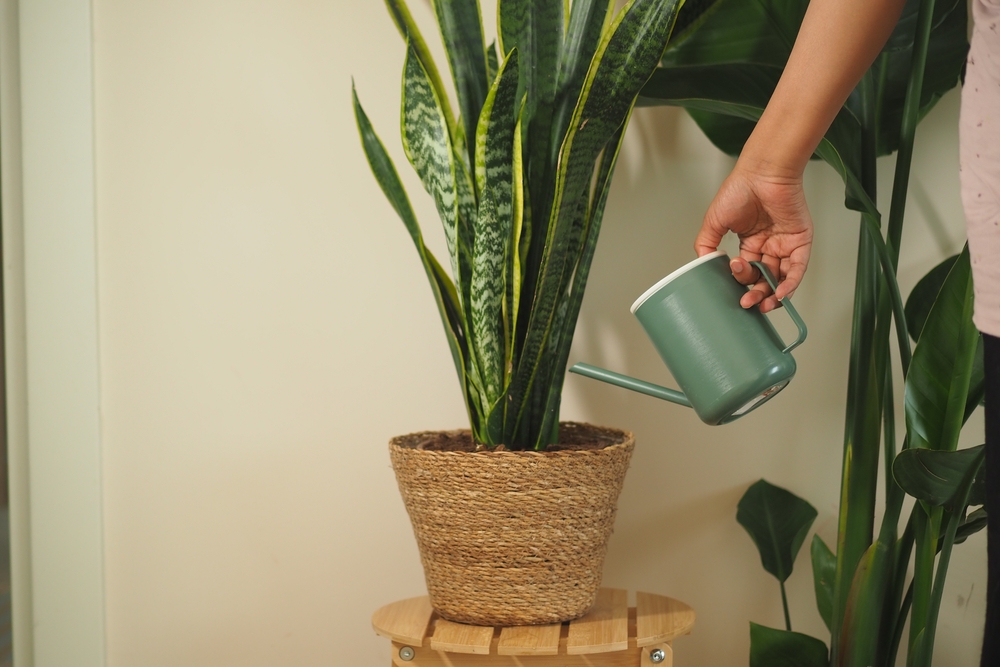 Here Are 6 Houseplants That Thrive in Neglect and Still Impress Guests