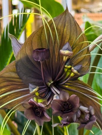Here Are 8 Exotic Flowers Gardeners Are Secretly Trading Right Now