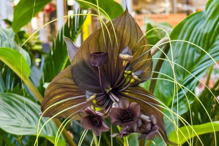 Here Are 8 Exotic Flowers Gardeners Are Secretly Trading Right Now