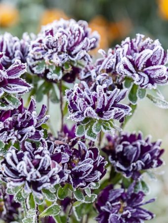 Why January Garden Planning Saves More Money Than Any Other Month