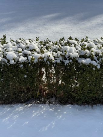There Are Certain Shrubs With Colourful Bark You’ll Love in Winter Landscapes