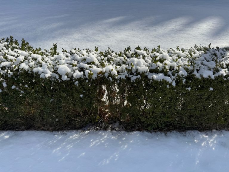 There Are Certain Shrubs With Colourful Bark You’ll Love in Winter Landscapes