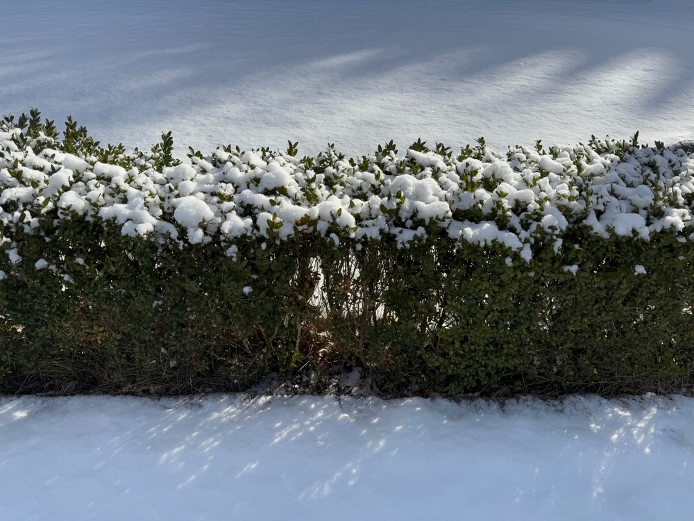 There Are Certain Shrubs With Colourful Bark You’ll Love in Winter Landscapes