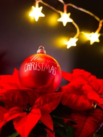 Here Are 5 Christmas Tree Alternatives That Double as Garden Plants