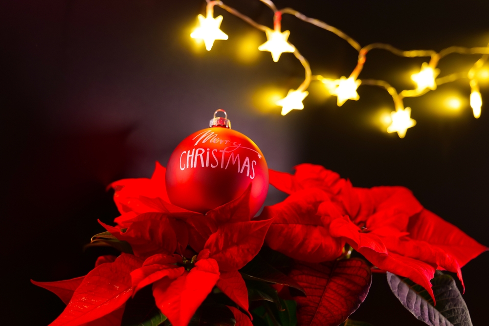 Here Are 5 Christmas Tree Alternatives That Double as Garden Plants