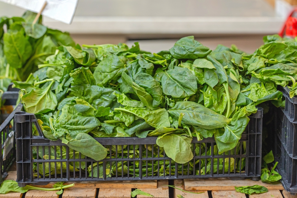 Some Vegetable Varieties Shoot Up Winter Harvests