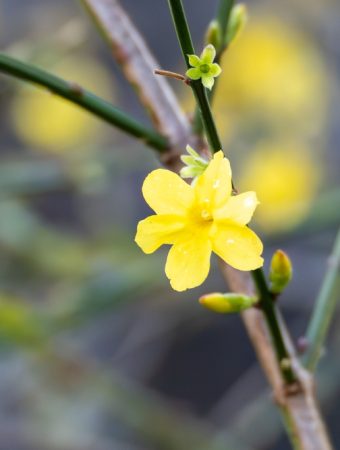 Here Are 6 Winter Garden Colour Schemes That Replace Summer Blooms