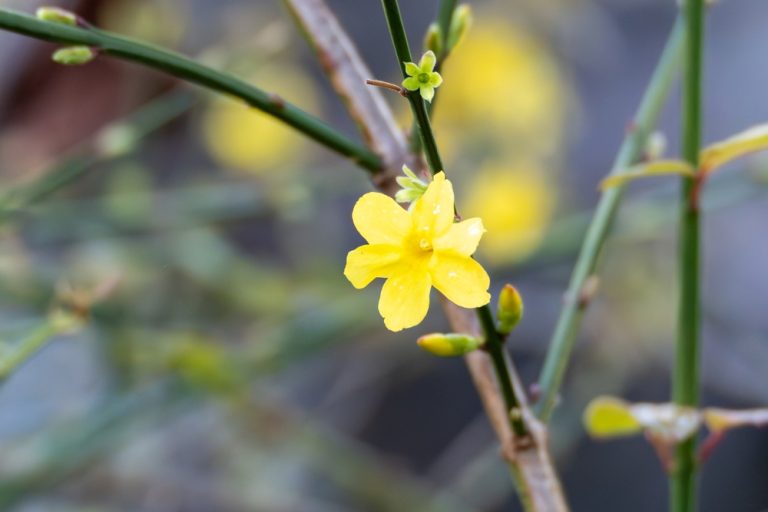 Here Are 6 Winter Garden Colour Schemes That Replace Summer Blooms