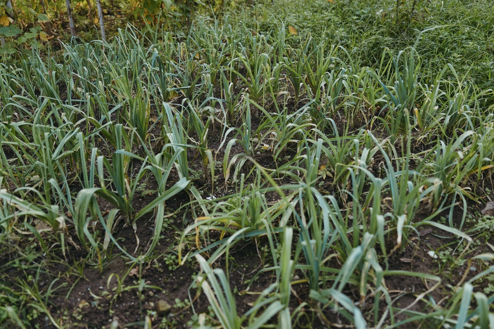 Why Skipping January Soil Prep Costs Gardeners Later