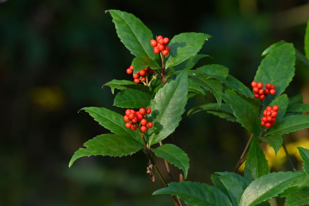 Some Evergreen Shrubs Give Your Garden Color All Winter