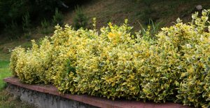 Why Evergreen Shrubs Are Winter’s Secret Weapon in the Garden