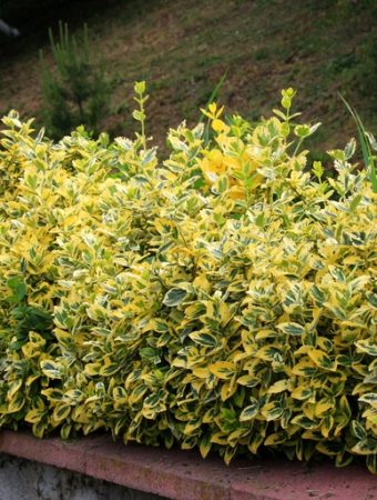 Why Evergreen Shrubs Are Winter’s Secret Weapon in the Garden