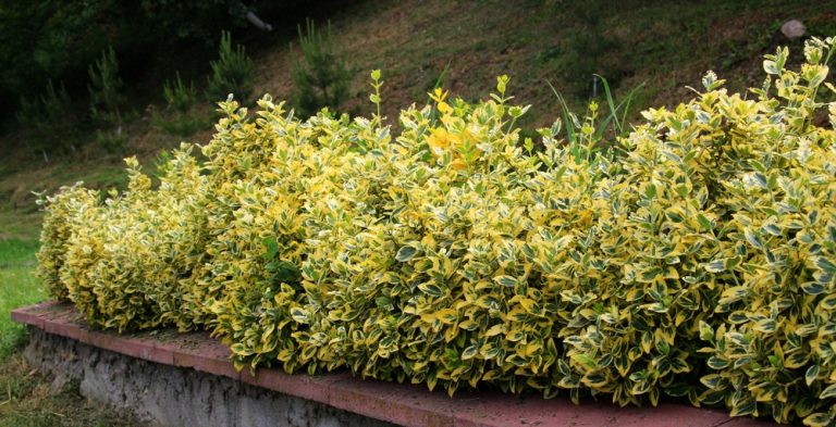 Why Evergreen Shrubs Are Winter’s Secret Weapon in the Garden