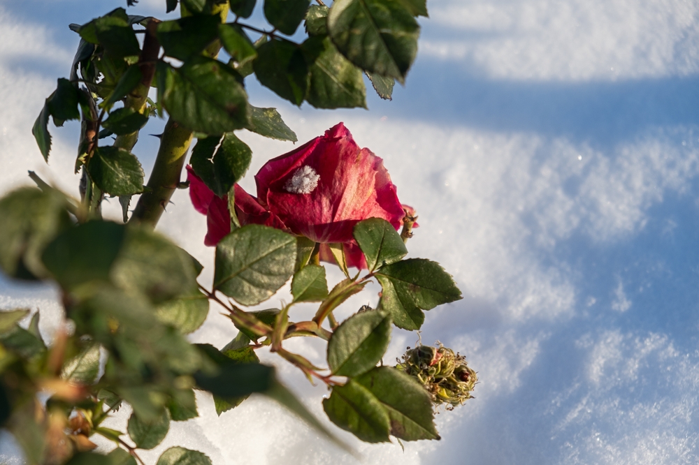 Is Your Garden Ready for the First Snowfall?