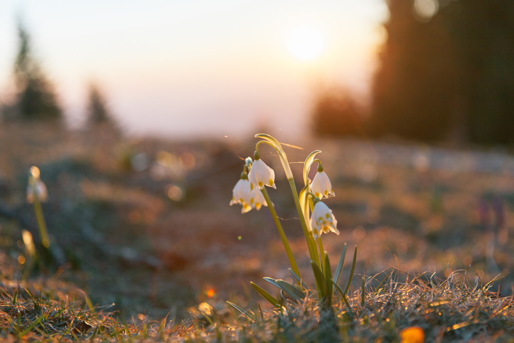 Here Are Plants 10 Plants That Attract Pollinators Even in Cold Weather