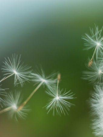 11 Sneaky Weeds That Look Innocent Until They Destroy Your Beds