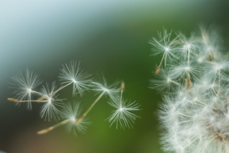 11 Sneaky Weeds That Look Innocent Until They Destroy Your Beds