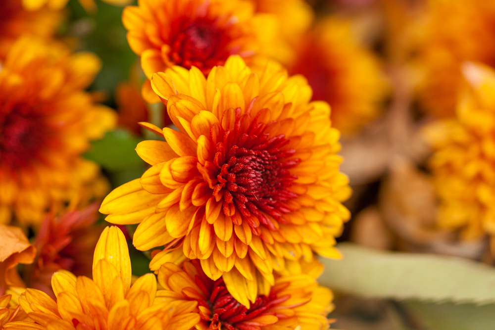 Winter Annuals Really Are Worth Your Time