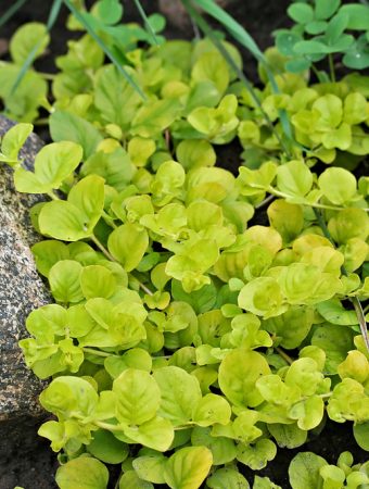 The Creeping Weed That Spreads Faster Than Crabgrass
