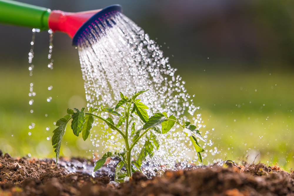 This Garden Trick Could Cut Your Water Bill in Half