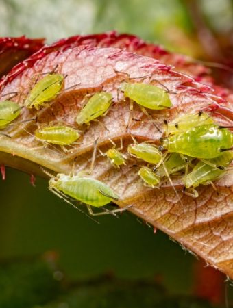 Gardeners in Florida Are Reporting Early Aphid Surges—Here’s Why