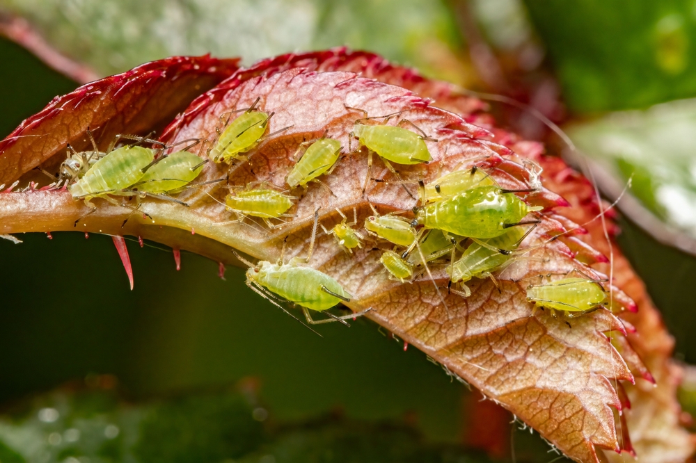 Gardeners in Florida Are Reporting Early Aphid Surges—Here’s Why