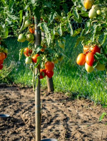 Gardeners Are Switching to Fewer Varieties to Cut Costs