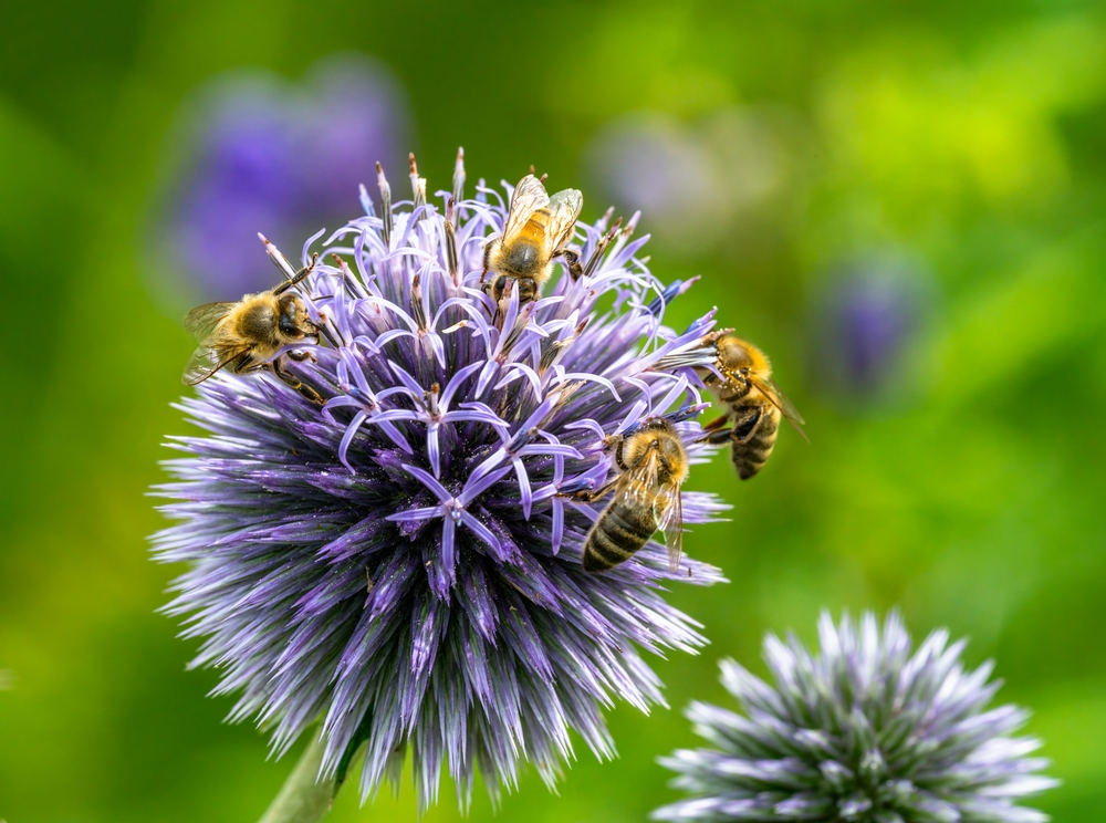 10 Flowers That Attract Pollinators Without Extra Spending