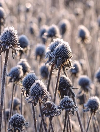 9 Plants That Look Dead in Winter but Come Back Strong