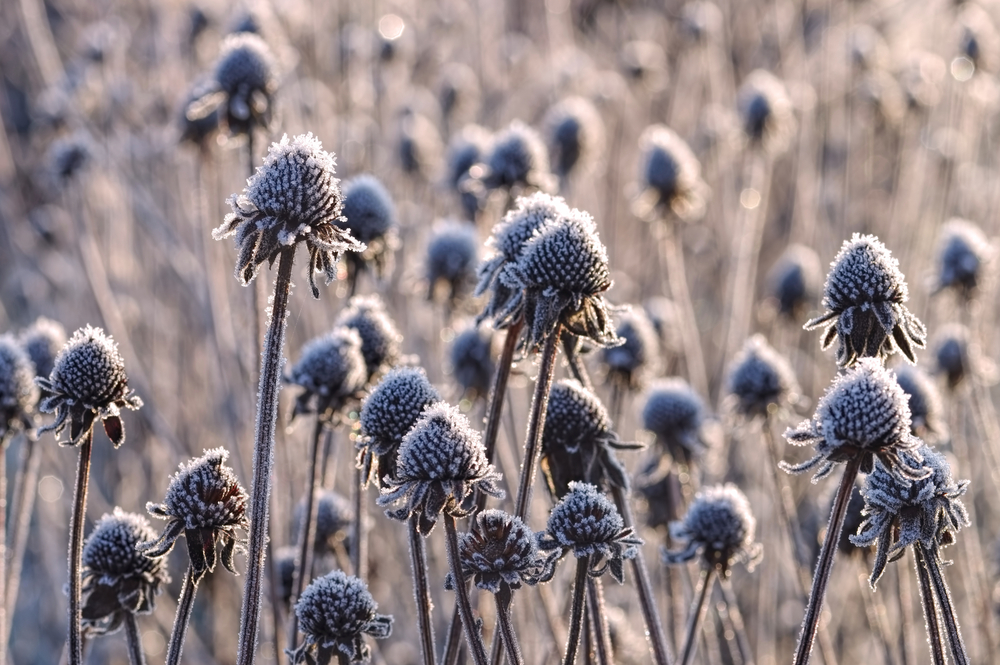 9 Plants That Look Dead in Winter but Come Back Strong