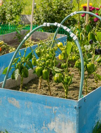 10 Garden Structures Worth Building While Bugs Are Gone