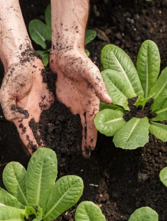 8 Low-Cost Ways to Improve Garden Soil Structure
